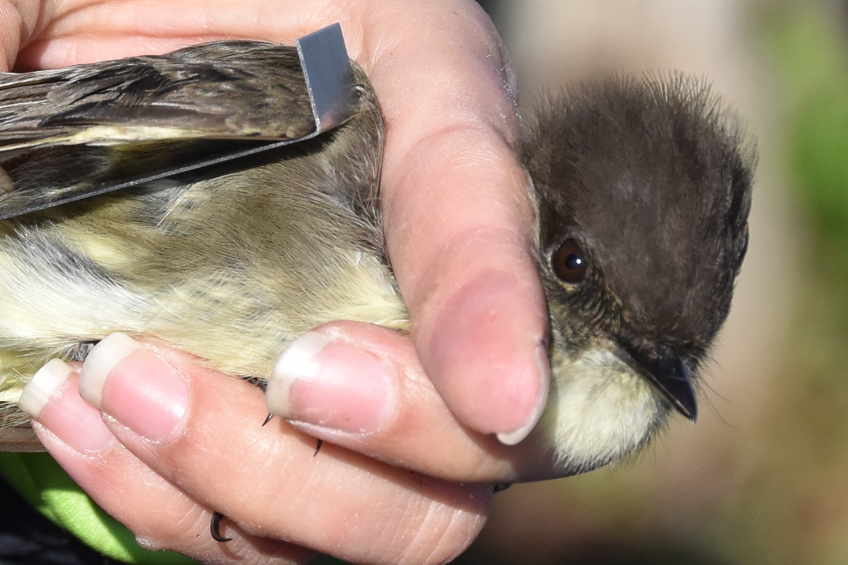 Measuring the wing of an Eastern Phoebe (Evan Barnard/University of Georgia).